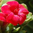crassula--coccinea-fl
