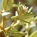 croton-gratissimus?