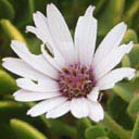 dimorphotheca