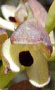  disa-cornuta