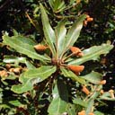 englerophytum