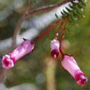  erica-gysbertii