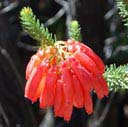 erica-mammosa
