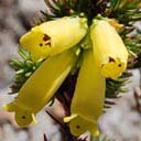 erica-patersonii