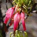 erica-plukenetii
