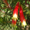 erica-versicolor