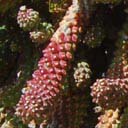euphorbia-ramiglans