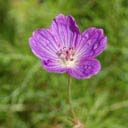 geranium-incanum