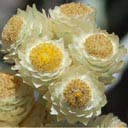helichrysum-2