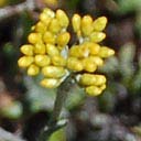 helichrysum-odo-fl
