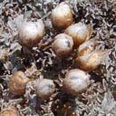 helichrysum-retortum