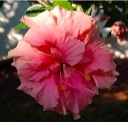 hibiscus-r