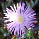 lampranthus