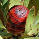 leucadendron