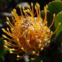 leucospermum-conocarpodendron