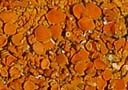 lichen2-356