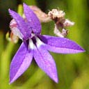 lobelia-619