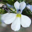 lobelia-comosa