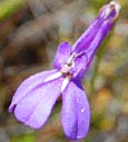 lobelia-coronopifolia