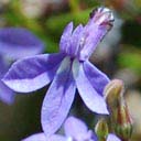 lobelia-pinifolia