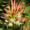mimetes-cucullatus