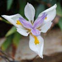 moraea-polystachya