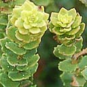 morella-cordifolia