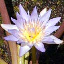 nymphaea-nouchali
