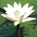 nymphaea