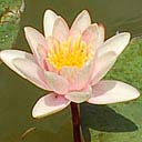 nymphea-rose
