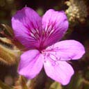 pelargonium-cucullatum
