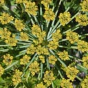 peucedanum-galbanum