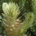phylica-pubescens