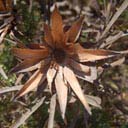 protea-2-sec