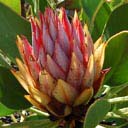 protea-cynaroides-3