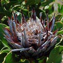 protea-cynaroides-sec