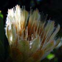 protea-mundii