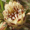 protea-repens