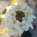 pseudoselago-spuria