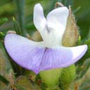 psoralea-pinnata