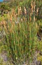 restionaceae-2