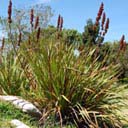 restionaceae-3