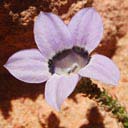 roella-2