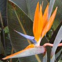 strelitzia