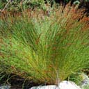 thamnochortus-insignis