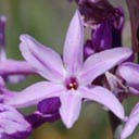 tulbaghia-violacea