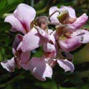 virgilia-divaricata