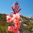 watsonia-hysterantha