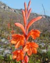 watsonia-schlechterii