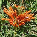 wild-dagga